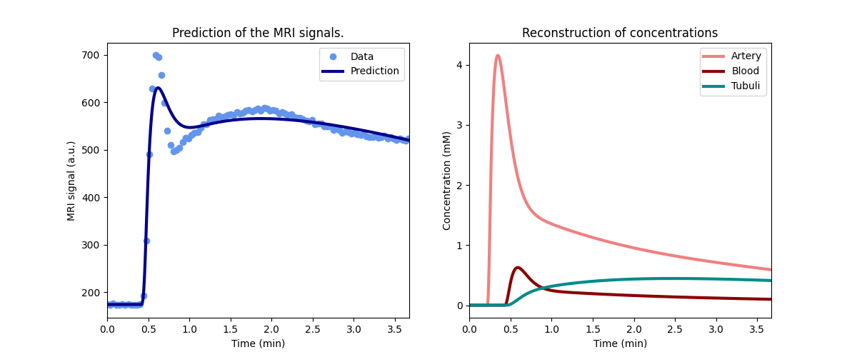 Prediction of the MRI signals., Reconstruction of concentrations